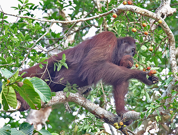 Bornean Orangutan