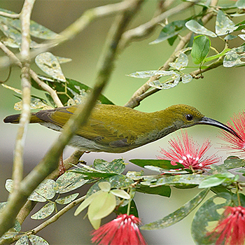 Bornean Spiderhunter