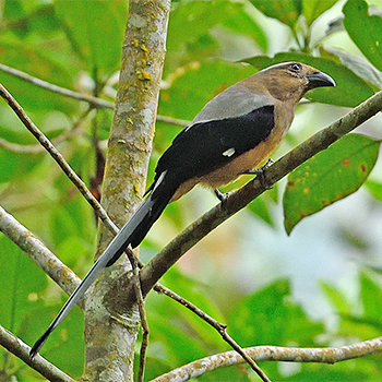 Bornean Treepie