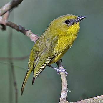 Bornean Whistler