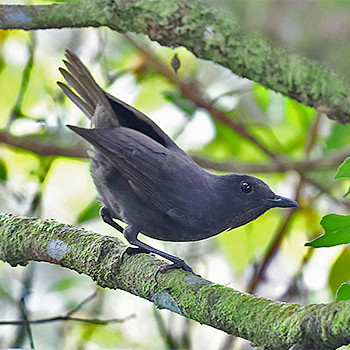 Bornean Whistling-thrush