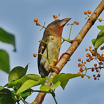 Brown Barbet