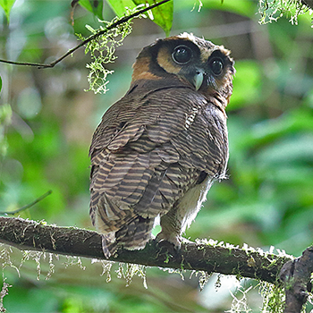 Brown Wood-owl