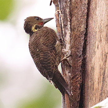 Buff-necked Woodpecker