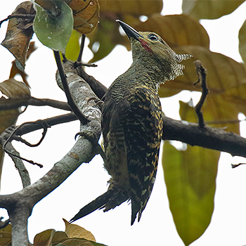 Buff-rumped Woodpecker