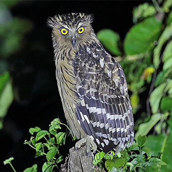 Buffy Fish-owl