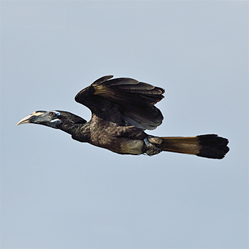 Bushy-crested Hornbill