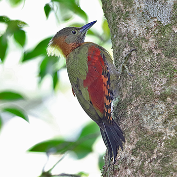 Checker-throated Woodpecker