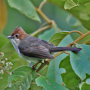 Chestnut-crested Yuhina