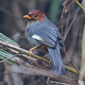 Chestnut-hooded Laughingthrush