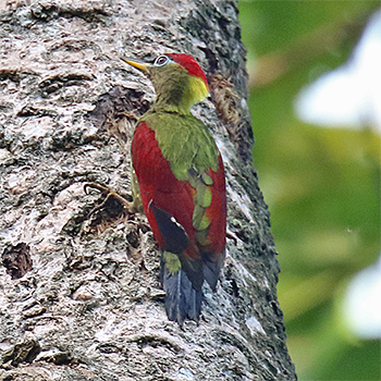 Crimson-winged Woodpecker
