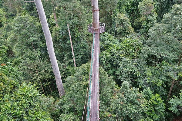 Danum Canopy Walkway