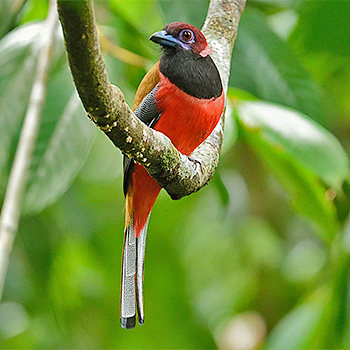 Diard's Trogon