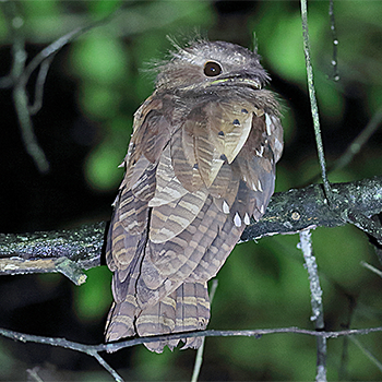 Dulit Frogmouth