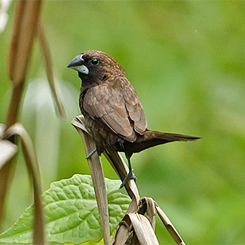 Dusky Munia