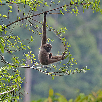 East Bornean Grey Gibbon