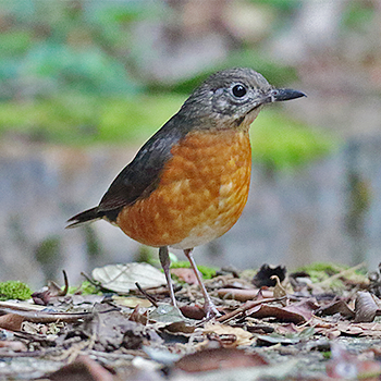Everett's Thrush