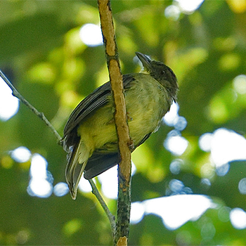 Finsch's Bulbul