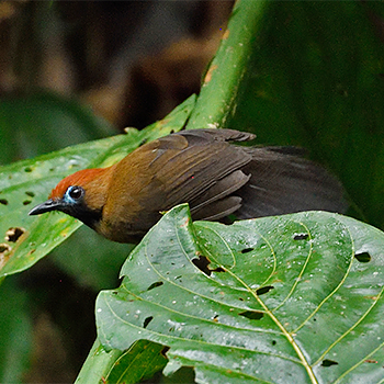 Fluffy-backed Tit-babbler