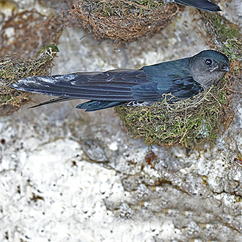 Plume-toed Swiftlet