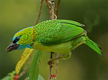 Golden-naped Barbet