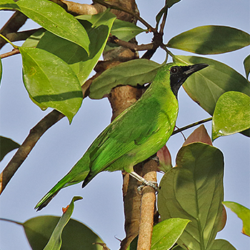 Greater Green Leafbird