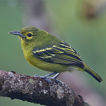 Green Iora