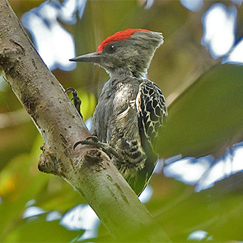 Grey-and-buff Woodpecker