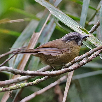 Grey-throated Babbler