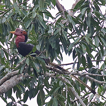Helmeted Hornbill