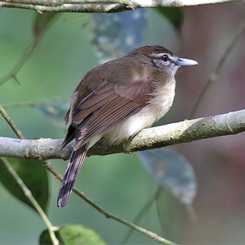 Hook-billedBulbul