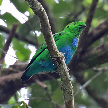 Hose's Broadbill