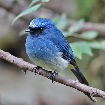 Indigo Flycatcher