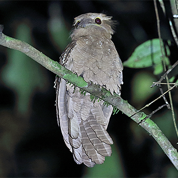 Large Frogmouth
