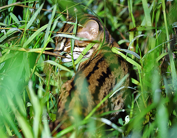 Leopard Cat
