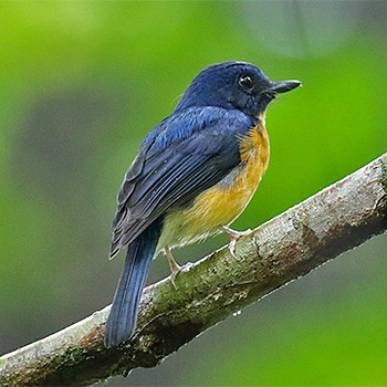 Sunda Blue Flycatcher