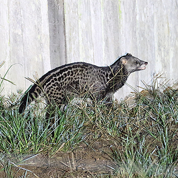 Malay Civet