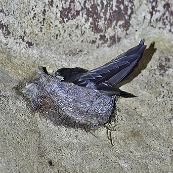 Mossy-nest Swiftlet