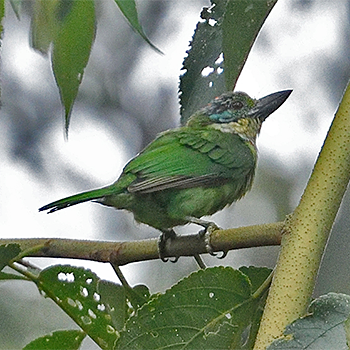 Mountain Barbet