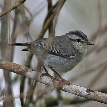 Mountain Leaf Warbler