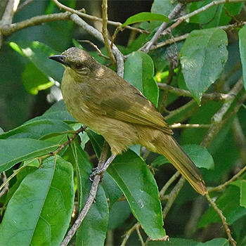 Olive-winged Bulbul