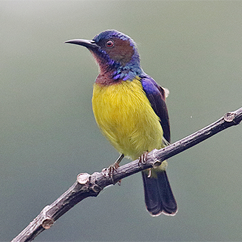 Plain-throated Sunbird