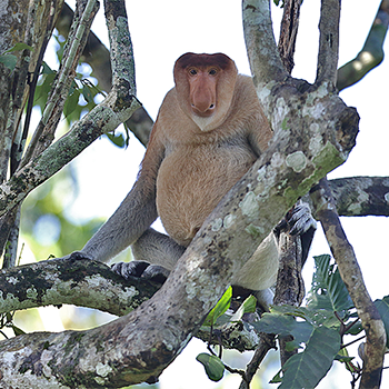 Proboscis Monkey