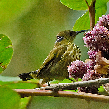 Purple-naped Spiderhunter