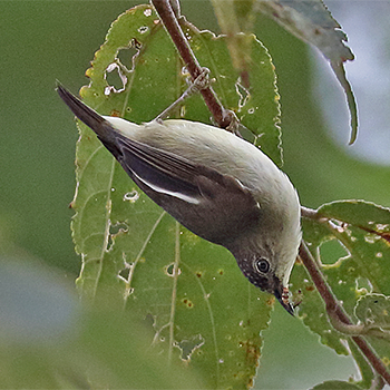 Pygmy White-eye