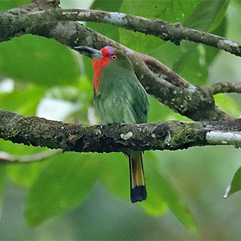Red-bearded Bee-eater