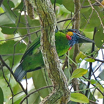 Red-crowned Barbet