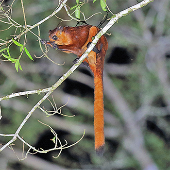 Red Giant Flying Squirrel