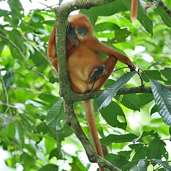 Red Leaf Monkey