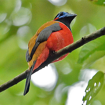 Red-naped Trogon